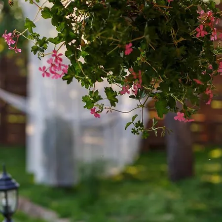 בלוגראדצ'יק Villa Rose מראה חיצוני תמונה